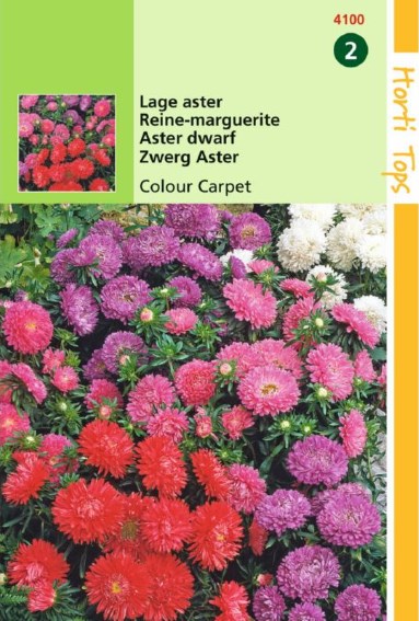 Aster dwarf Colour Carpet (Callistephus chinensis) 225 seeds